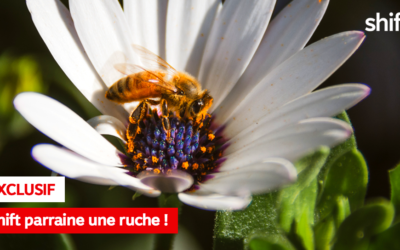 C’EST OFFICIEL, SHIFT PARRAINE SA TOUTE PREMIÈRE RUCHE
