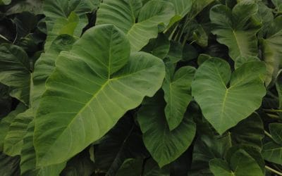 Quand Green IT rime avec économies !